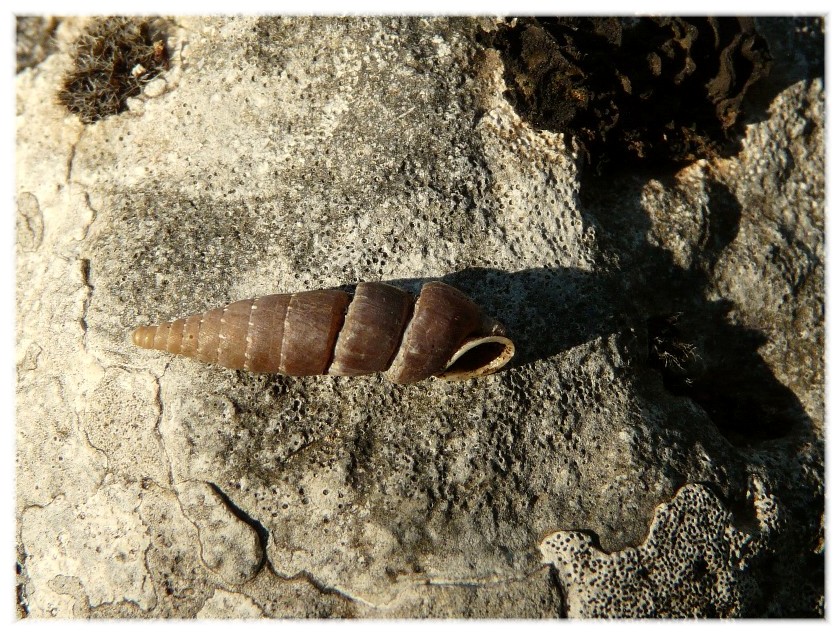 Siciliaria gibbula con anomalia......